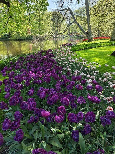 parc de keukenhof 2025 (10)