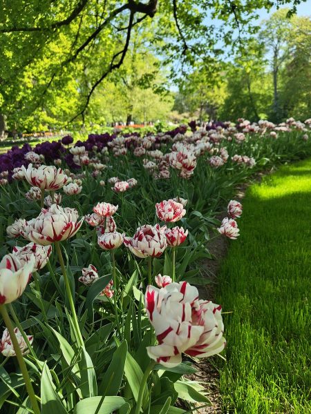 parc de keukenhof 2025 (11)