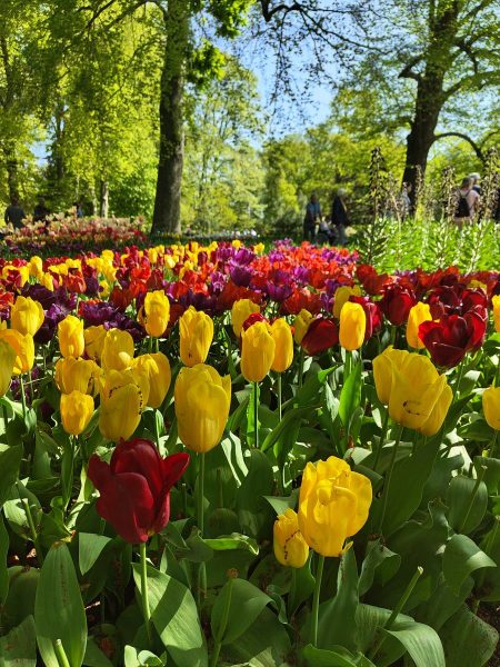 parc de keukenhof 2025 (13)