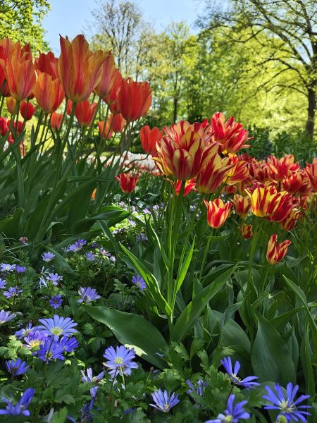 parc de keukenhof 2025 (14)