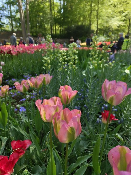 parc de keukenhof 2025 (15)