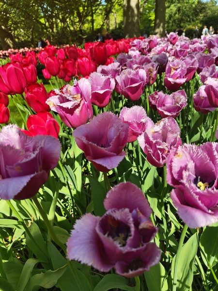 parc de keukenhof 2025 (16)