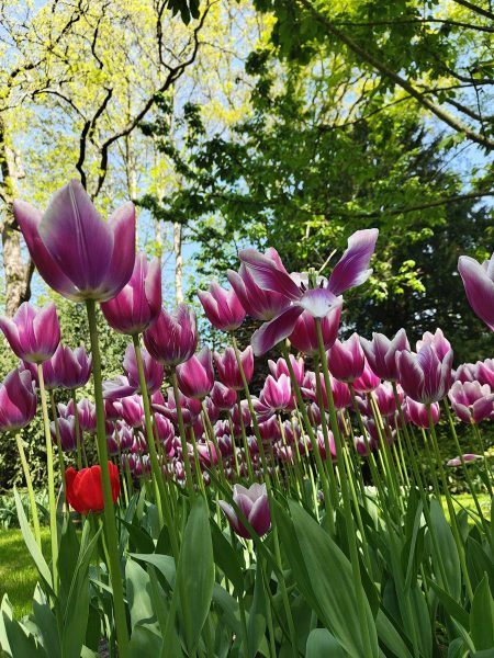 parc de keukenhof 2025 (18)
