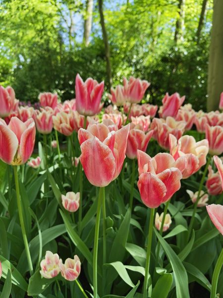 parc de keukenhof 2025 (19)