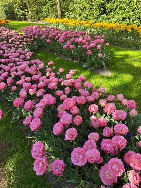 parc de keukenhof 2025 (2)