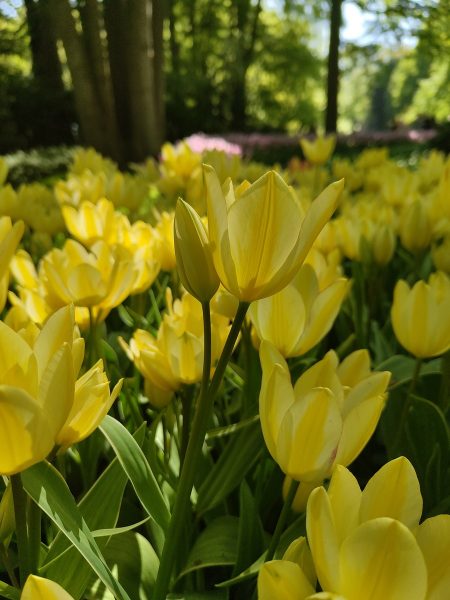 parc de keukenhof 2025 (20)