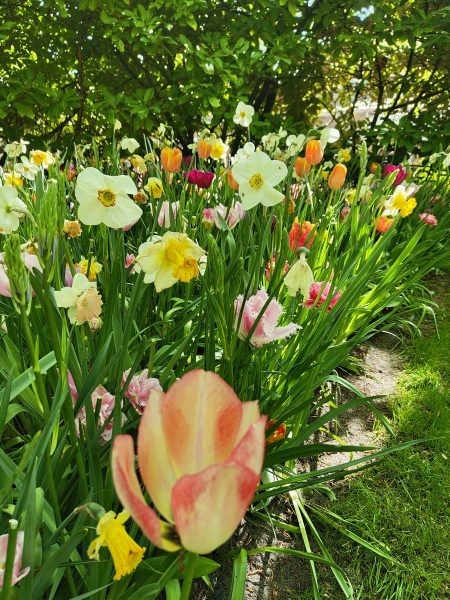 parc de keukenhof 2025 (23)
