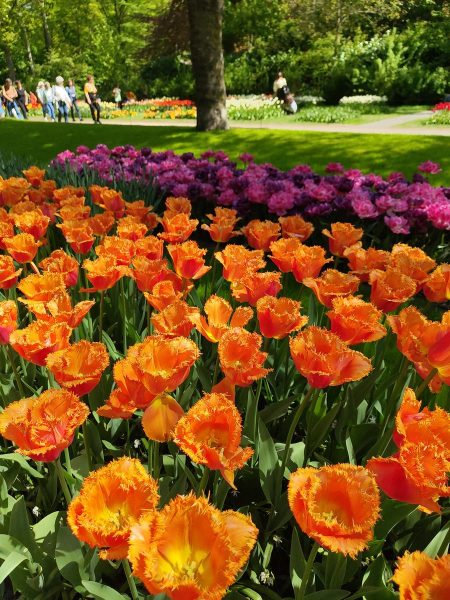 parc de keukenhof 2025 (24)
