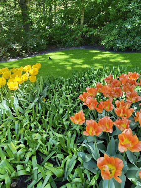 parc de keukenhof 2025 (25)