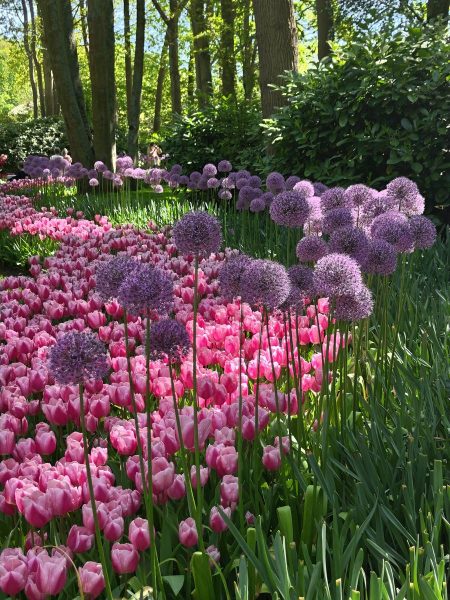 parc de keukenhof 2025 (26)