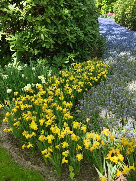 parc de keukenhof 2025 (27)