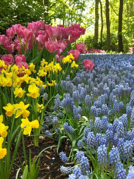 parc de keukenhof 2025 (28)