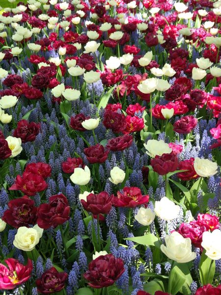 parc de keukenhof 2025 (29)