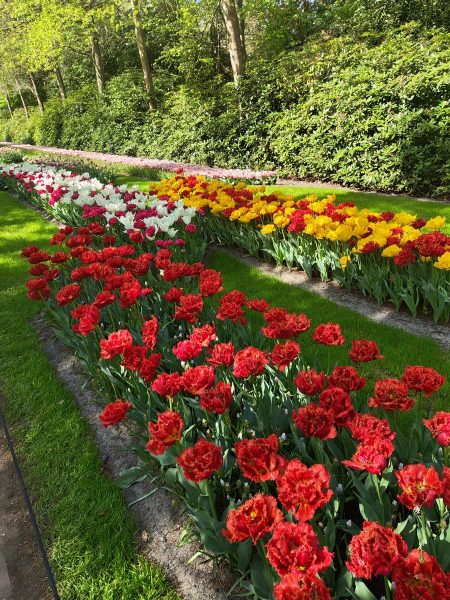 parc de keukenhof 2025 (3)