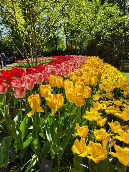 parc de keukenhof 2025 (30)