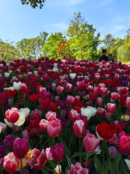 parc de keukenhof 2025 (32)
