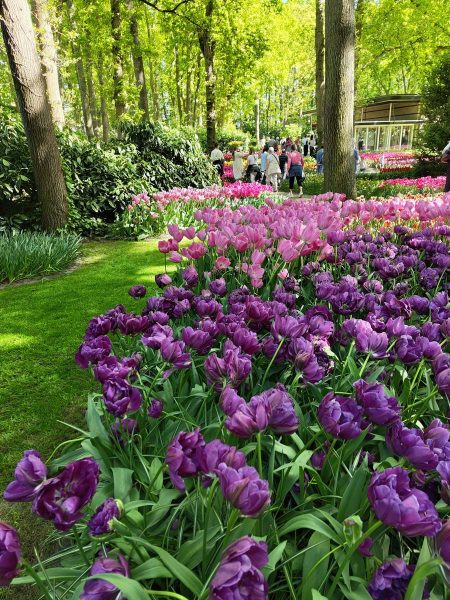 parc de keukenhof 2025 (35)