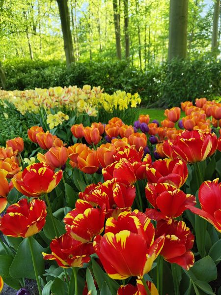 parc de keukenhof 2025 (36)