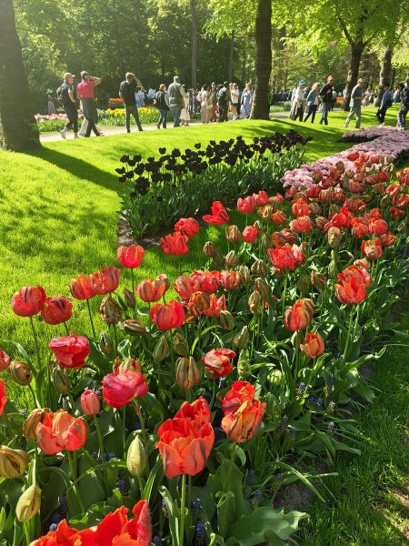parc de keukenhof 2025 (5)