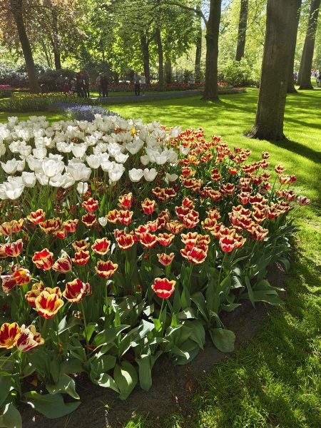 parc de keukenhof 2025 (6)
