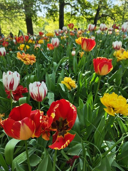 parc de keukenhof 2025 (7)