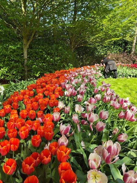 parc de keukenhof 2025 (9)