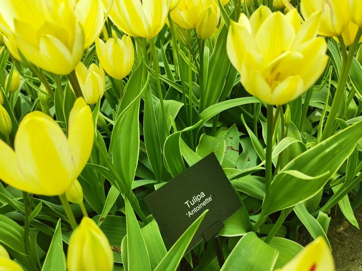 tulipe jaune Antoinette