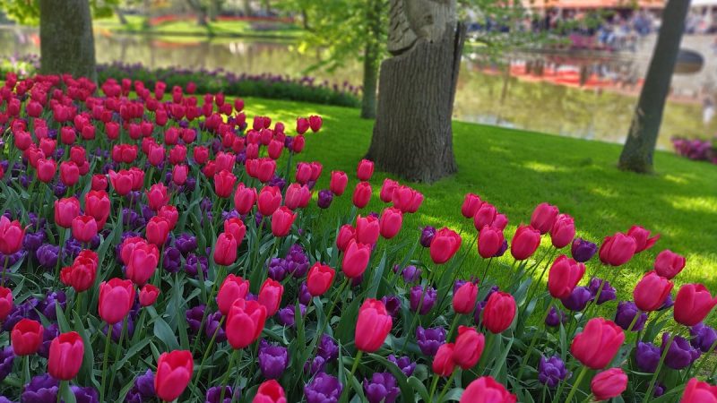 Ma visite du parc de Keukenhof