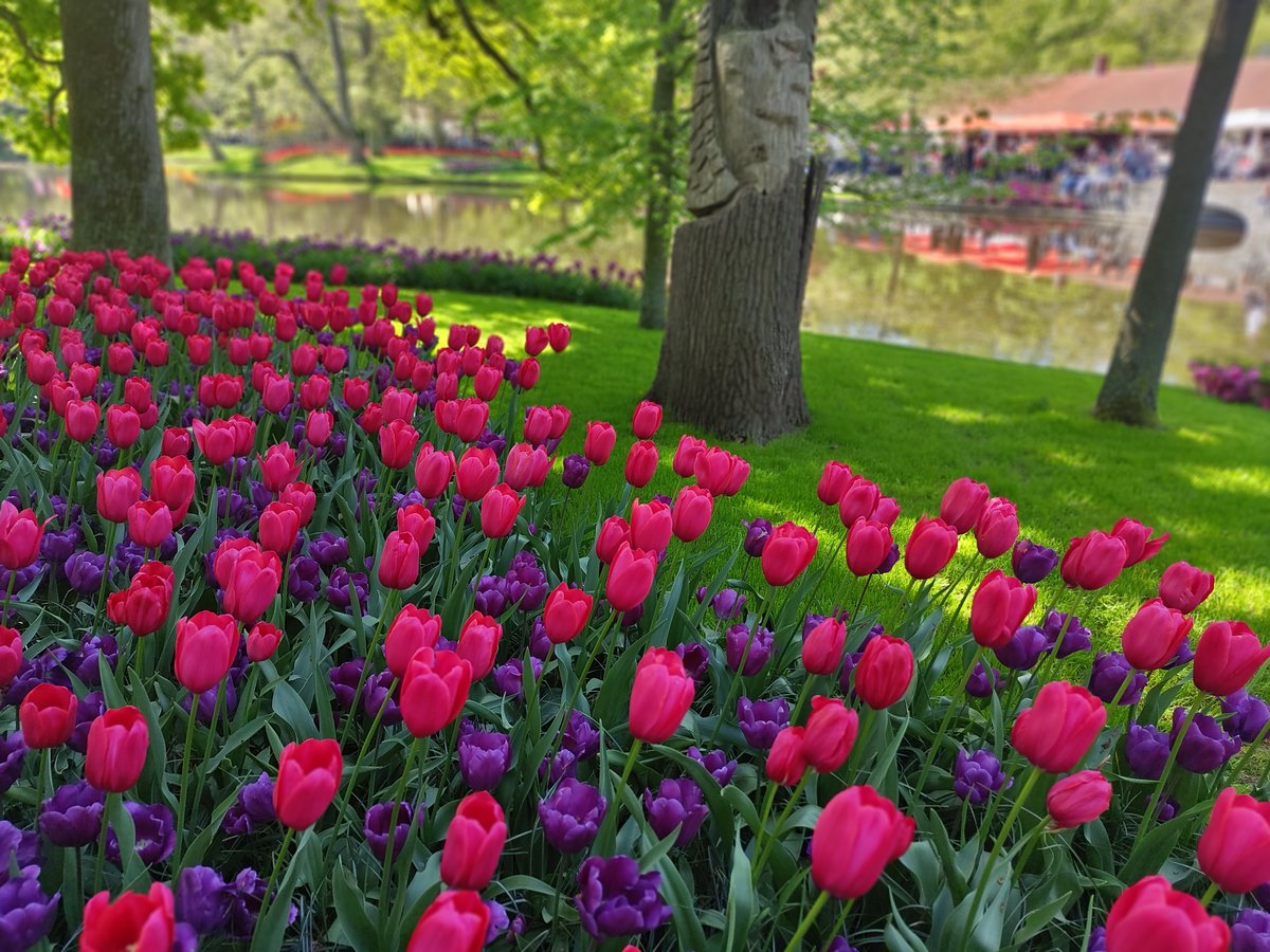 Ma visite du parc de Keukenhof