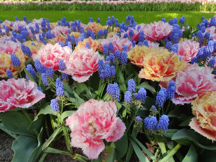 tulipes parc de Keukenhof (1)