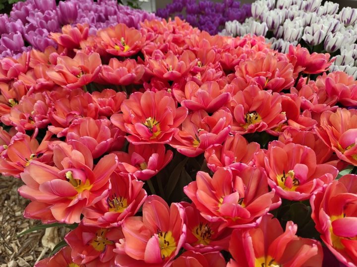 tulipes roses très ouvertes