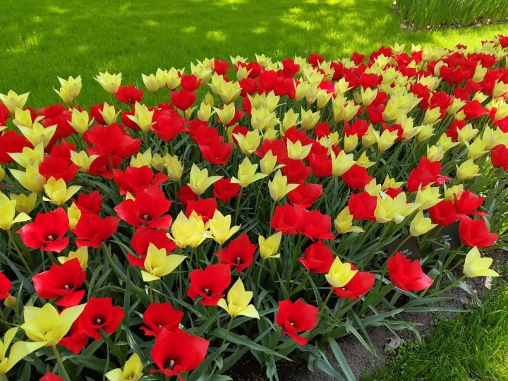 tulipes parc de Keukenhof (11)
