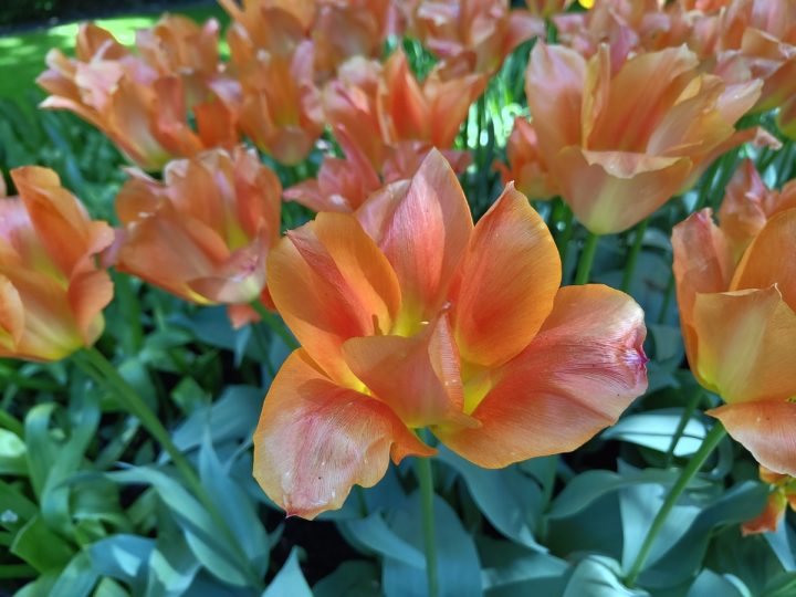tulipes parc de Keukenhof (12)
