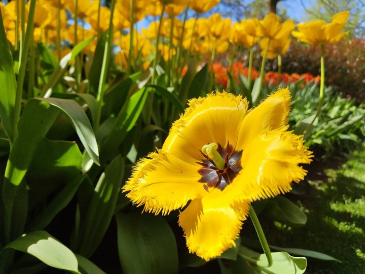 tulipes parc de Keukenhof (13)