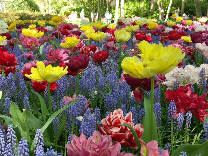 tulipes parc de Keukenhof (14)