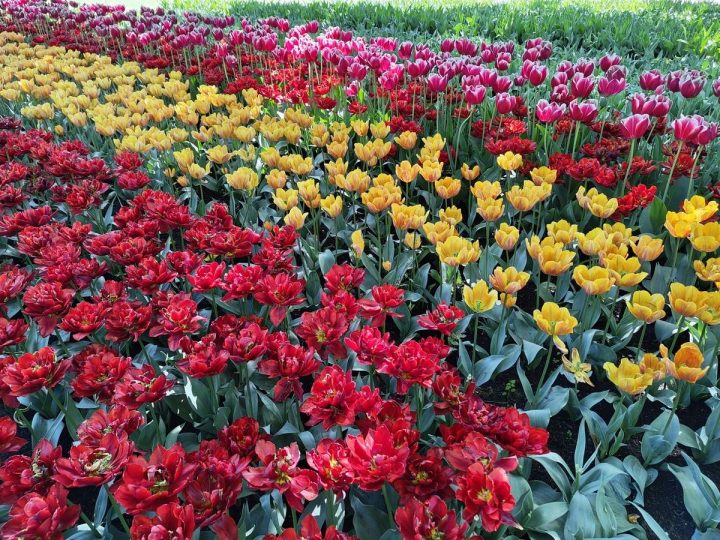 tulipes parc de Keukenhof (15)
