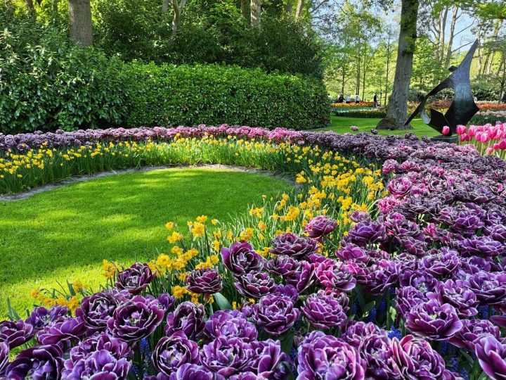 tulipes parc de Keukenhof (16)