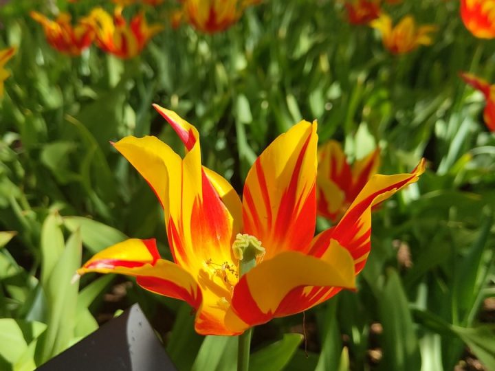 tulipes parc de Keukenhof (17)