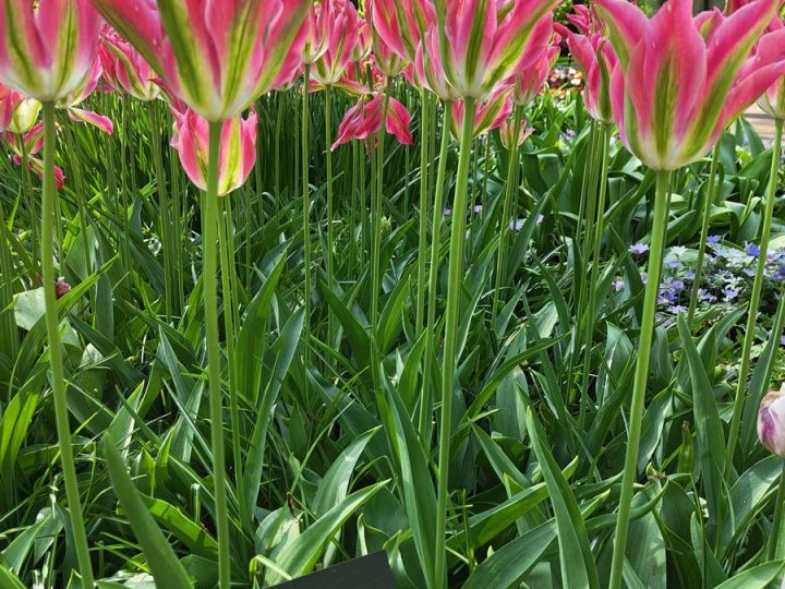 tulipes parc de Keukenhof (18)