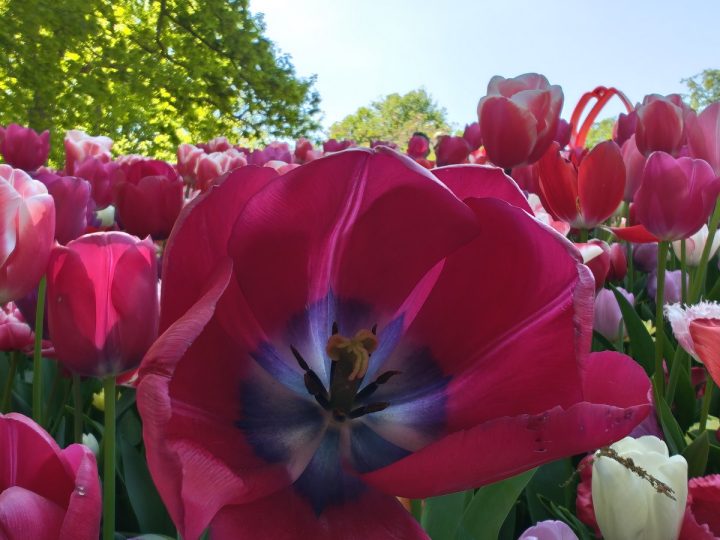tulipes parc de Keukenhof (19)