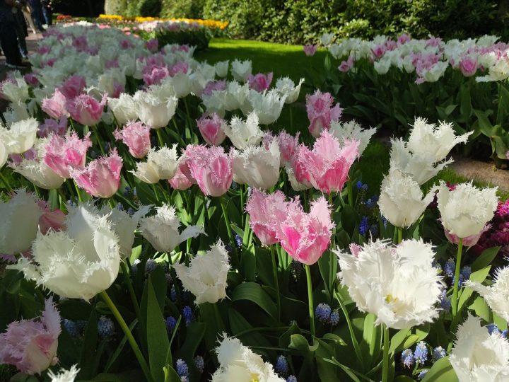 tulipes parc de Keukenhof (2)