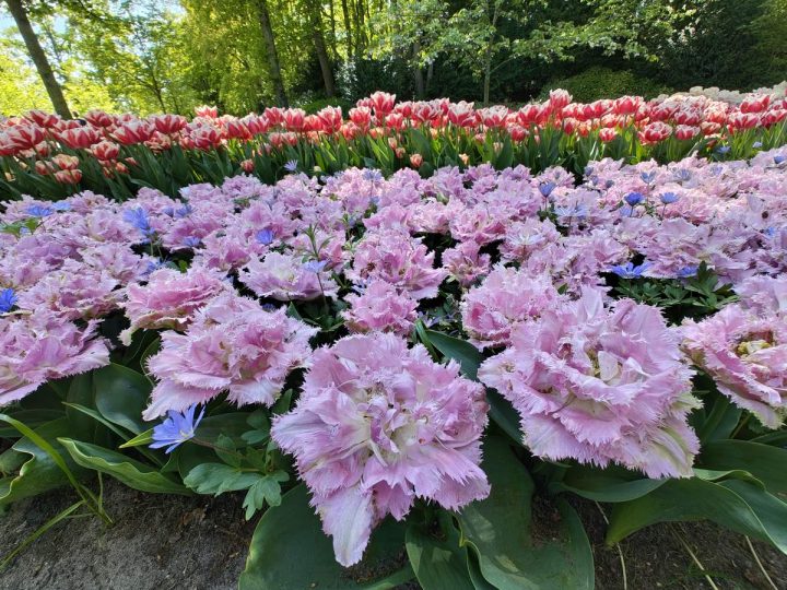 tulipes parc de Keukenhof (20)
