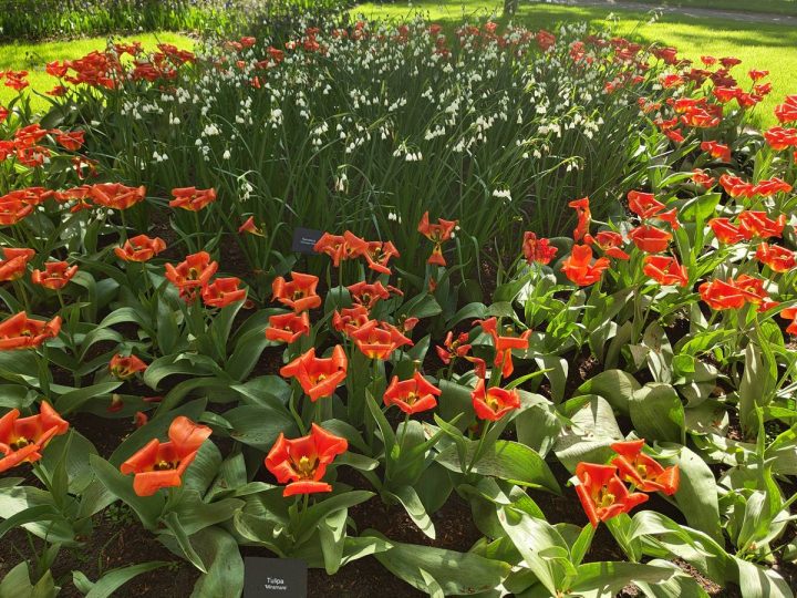 tulipes parc de Keukenhof (5)