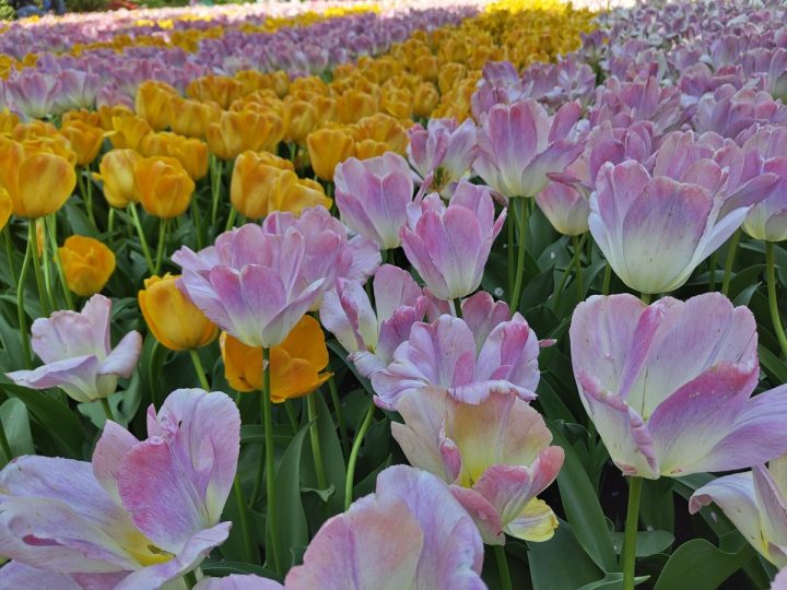 tulipes parc de Keukenhof (6)
