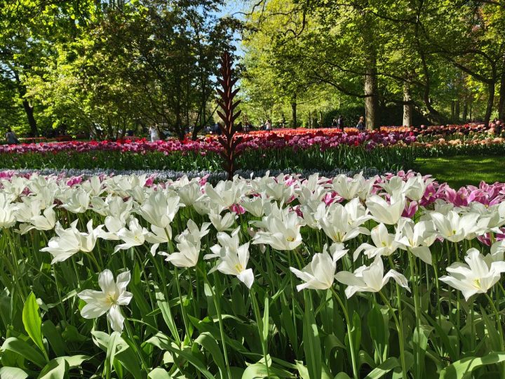 tulipes parc de Keukenhof (7)