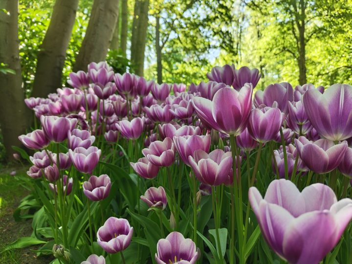 tulipes parc de Keukenhof (8)