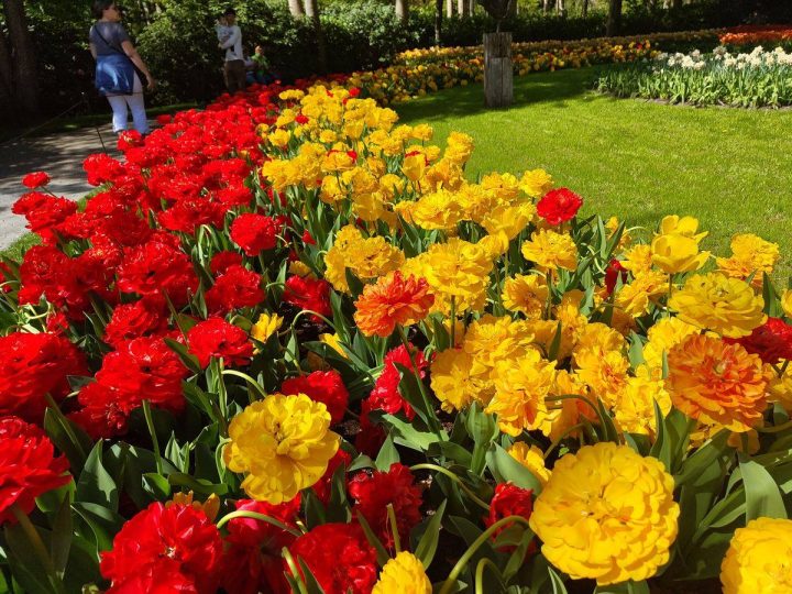 tulipes parc de Keukenhof (9)
