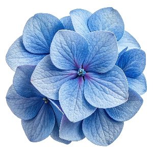 Image de Hortense