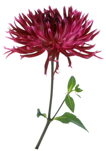 dahlia cactus pourpre