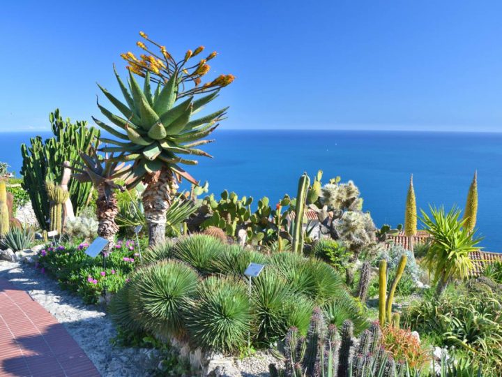 Un jardin méditerranéen pensé pour durer, sans sacrifier la nature